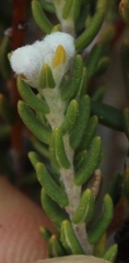 Phylica lanata