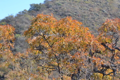 Schinopsis lorentzii