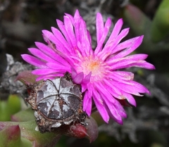 Smicrostigma viride