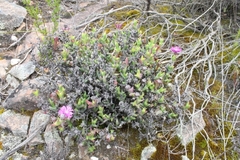 Smicrostigma viride