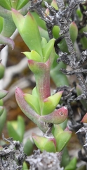 Smicrostigma viride
