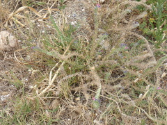 Echium angustifolium