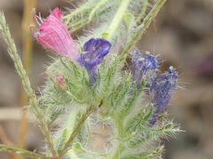 Echium angustifolium
