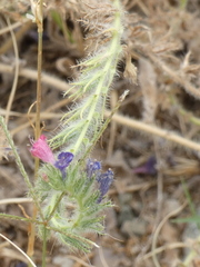Echium angustifolium