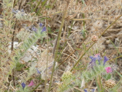 Echium angustifolium