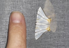 Phrygionis platinata