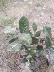 Beilschmiedia miersii