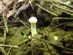 Cuphophyllus angustifolius