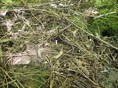 Cuphophyllus angustifolius