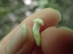 Cuphophyllus angustifolius