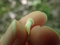 Cuphophyllus angustifolius