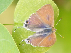 Hypolycaena philippus philippus