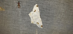 Sericoptera mahometaria