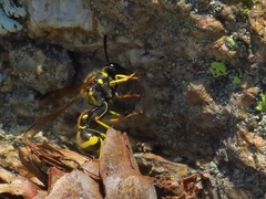 Eumenes verticalis