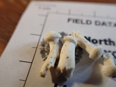 Cuphophyllus angustifolius