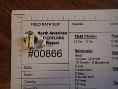 Cuphophyllus angustifolius