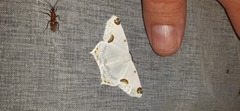 Sericoptera mahometaria