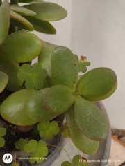 Crassula ovata