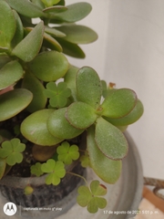 Crassula ovata