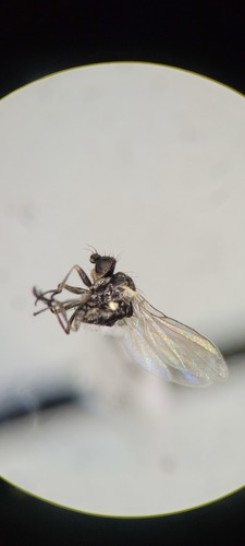 Columbine Leafminer