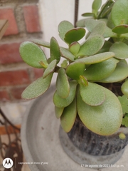 Crassula ovata