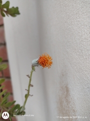 Kleinia petraea