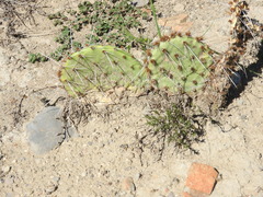 Opuntia rastrera