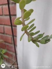 Kleinia petraea