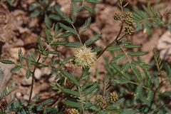 Desmanthus cooleyi