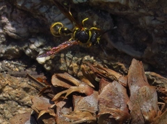 Eumenes verticalis