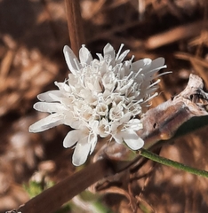 Pycnocomon rutifolium