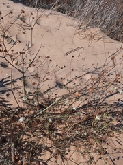 Pycnocomon rutifolium