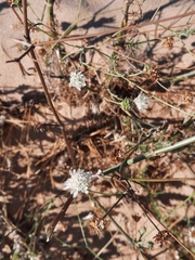 Pycnocomon rutifolium