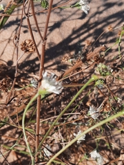 Pycnocomon rutifolium