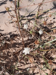 Pycnocomon rutifolium