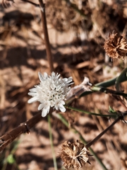 Pycnocomon rutifolium