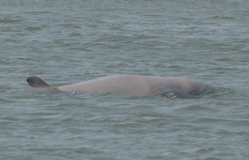 Orcaella brevirostris