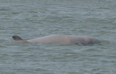 Orcaella brevirostris