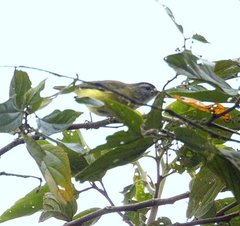 Vireo leucophrys