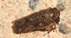 Allygidius commutatus