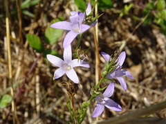 Campanula rapunculus