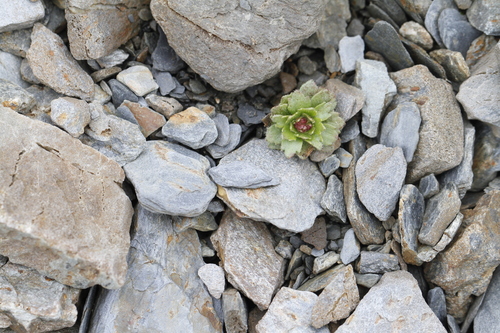Image of Saxifraga adscendens by (c) J Straka, some rights reserved (CC BY)