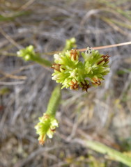 Crassula ericoides ericoides
