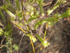 Crassula ericoides ericoides