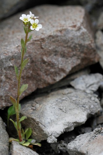 Image of Ascending Saxifrage (Saxifraga adscendens) by (c) J Straka, some rights reserved (CC BY)
