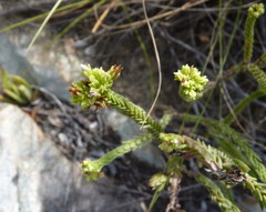 Crassula ericoides ericoides