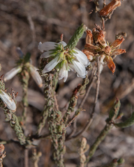 Erica viscaria pendula