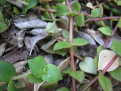 Crassula pellucida marginalis