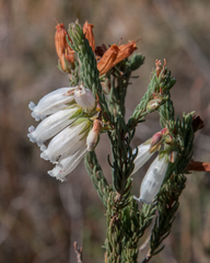 Erica viscaria pendula
