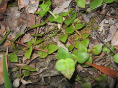 Crassula pellucida marginalis